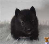 wolf dog puppy posted by tlogan1596