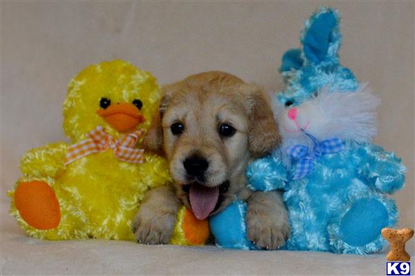 goldendoodles puppy posted by tlogan1596