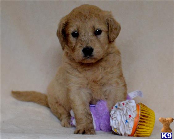 goldendoodles puppy posted by tlogan1596