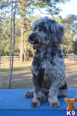 a goldendoodles dog sitting on a blue surface