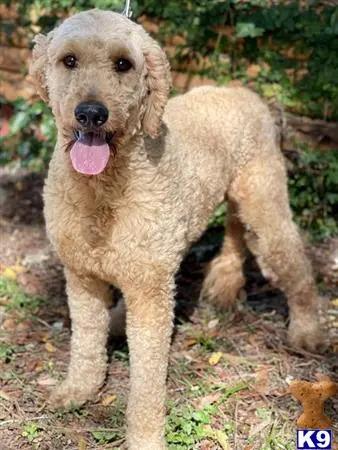 Goldendoodles stud dog