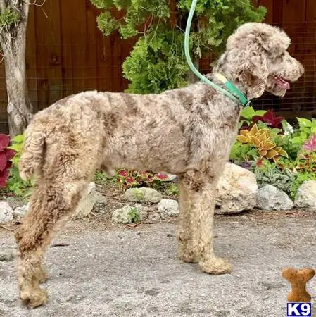 Goldendoodles stud dog