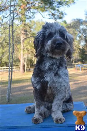 Goldendoodles stud dog