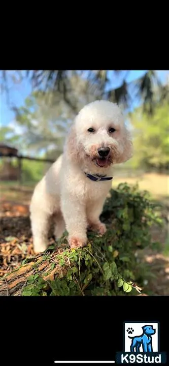 Goldendoodles stud dog