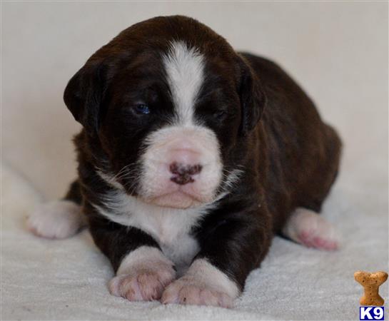 labradoodle puppy posted by tlogan1596