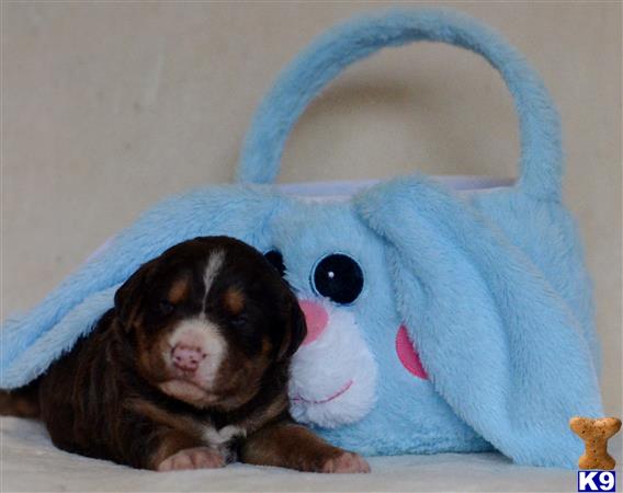 labradoodle puppy posted by tlogan1596