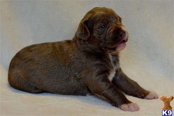 labradoodle puppy posted by tlogan1596