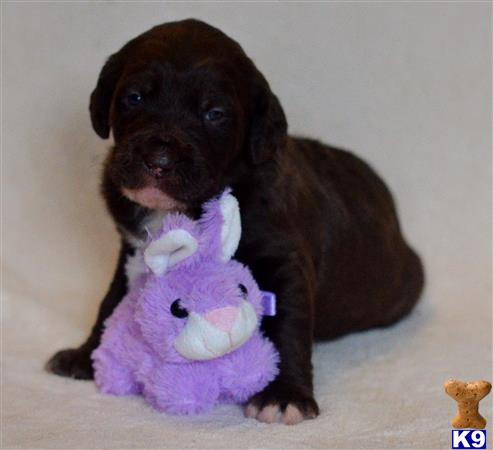 labradoodle puppy posted by tlogan1596