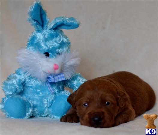 labradoodle puppy posted by tlogan1596