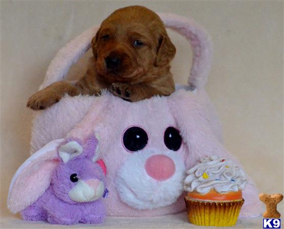 labradoodle puppy posted by tlogan1596