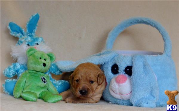 labradoodle puppy posted by tlogan1596