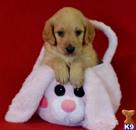 labradoodle puppy posted by tlogan1596