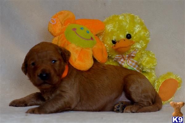 labradoodle puppy posted by tlogan1596