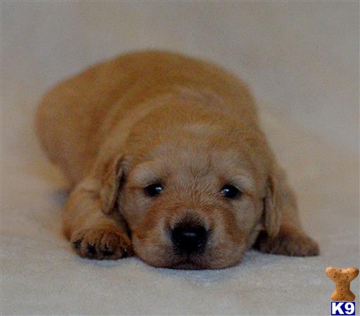 labradoodle puppy posted by tlogan1596