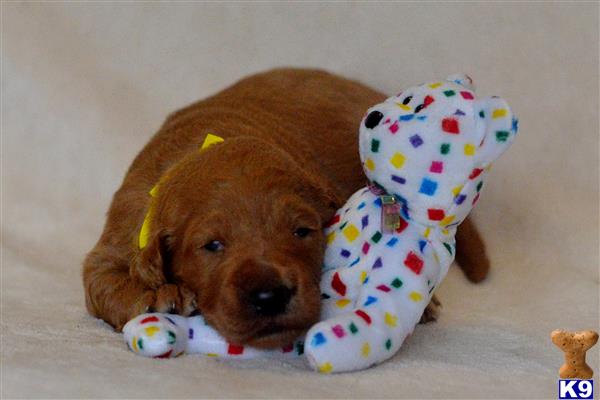 labradoodle puppy posted by tlogan1596