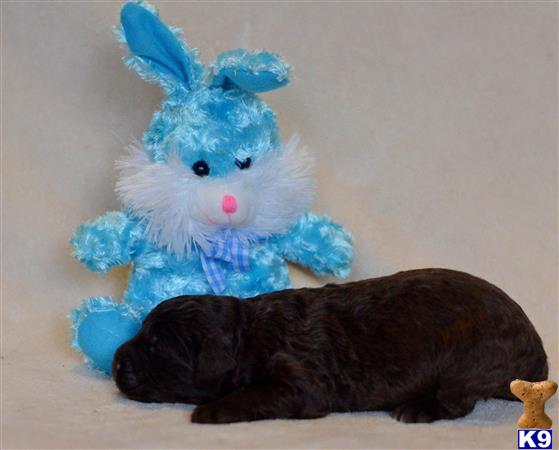 labradoodle puppy posted by tlogan1596