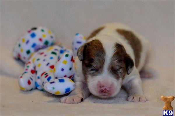 labradoodle puppy posted by tlogan1596