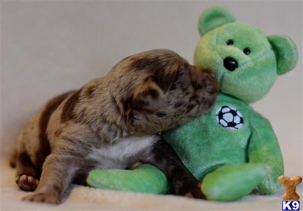 labradoodle puppy posted by tlogan1596