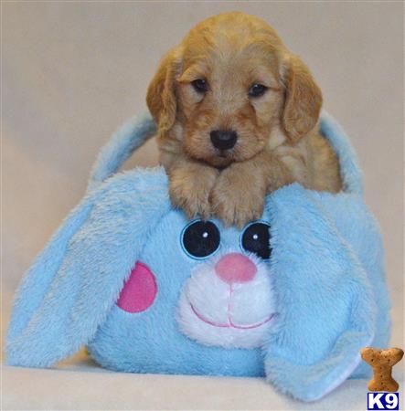 labradoodle puppy posted by tlogan1596