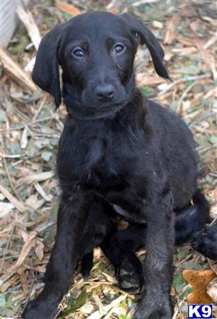 labradoodle puppy posted by tlogan1596