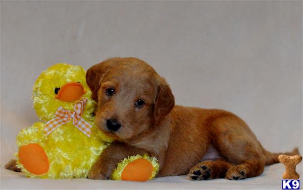 labradoodle puppy posted by tlogan1596