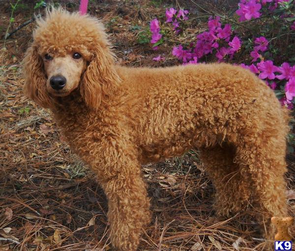 Akc Standard Poodle Stud Service 1 Akc Standard Poodle Stud Service ... Akc Standard Poodle Stud Service 1 Akc Standard Poodle Stud Service ...