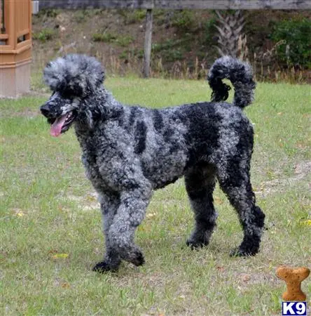 Poodle stud dog