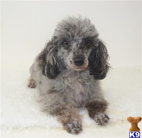 a small fluffy poodle dog