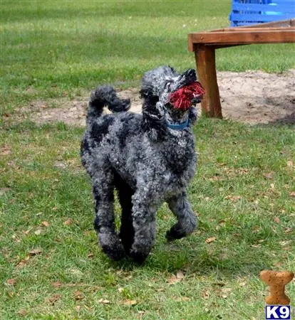 Poodle stud dog