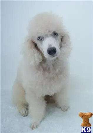 Poodle stud dog