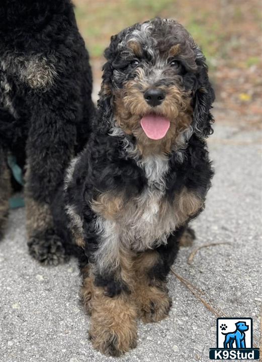 a poodle dog sitting on the ground