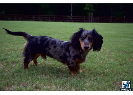 a dachshund dog running in a grassy area