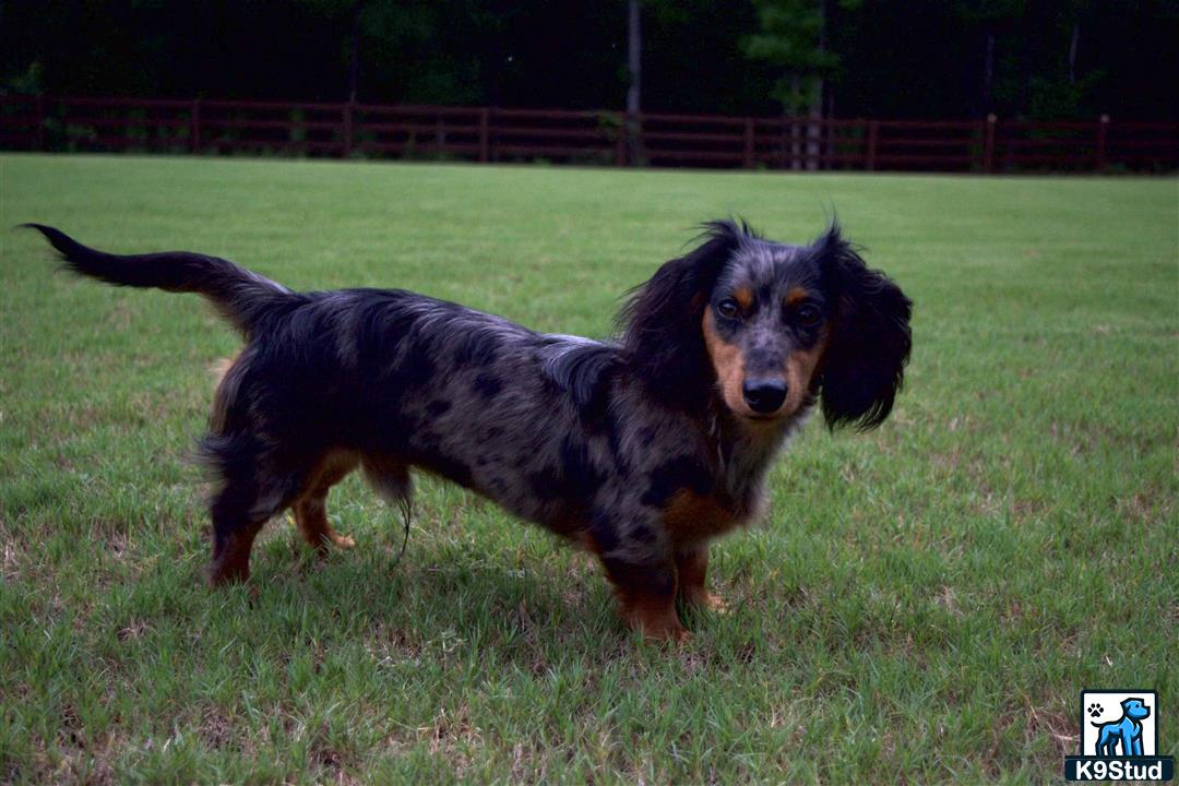 a dachshund dog running in a grassy area