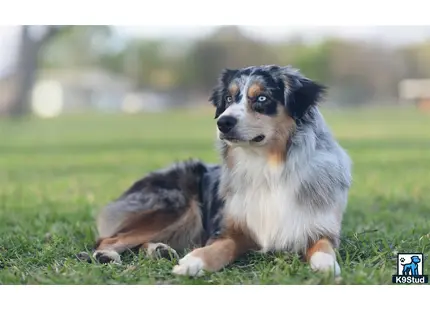 Australian Shepherd