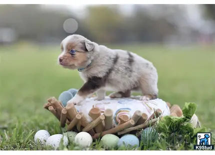 Miniature Australian Shepherd