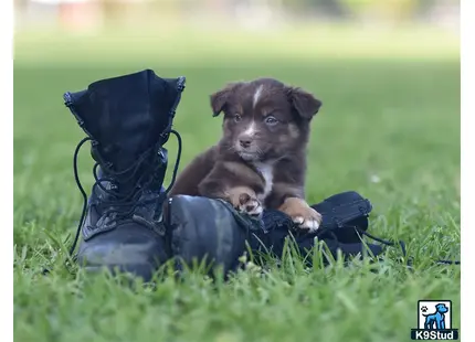 Miniature Australian Shepherd