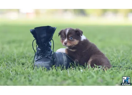 Miniature Australian Shepherd