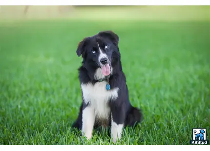 Miniature Australian Shepherd