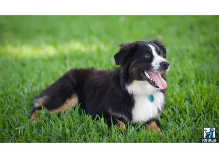 Miniature Australian Shepherd