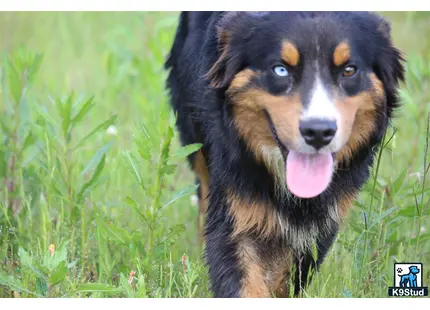 Miniature Australian Shepherd