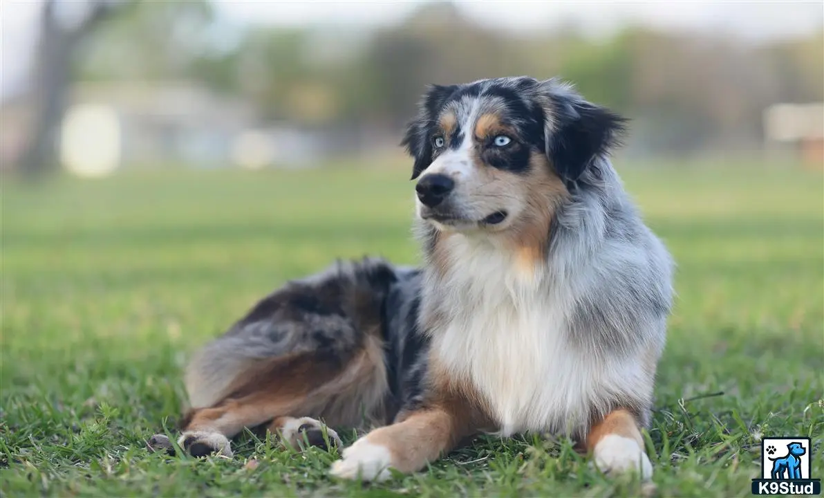 Australian Shepherd stud dog