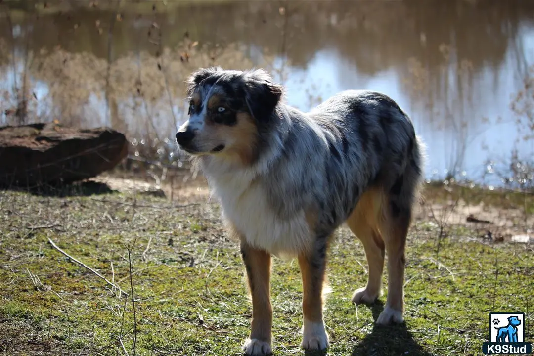 Australian Shepherd stud dog