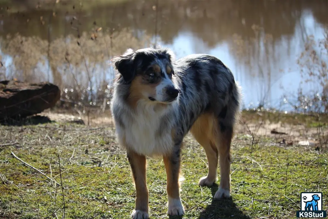 Australian Shepherd stud dog