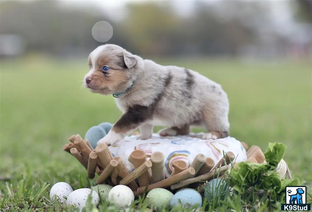 Miniature Australian Shepherd puppy for sale