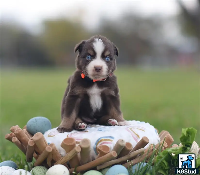 Miniature Australian Shepherd puppy for sale