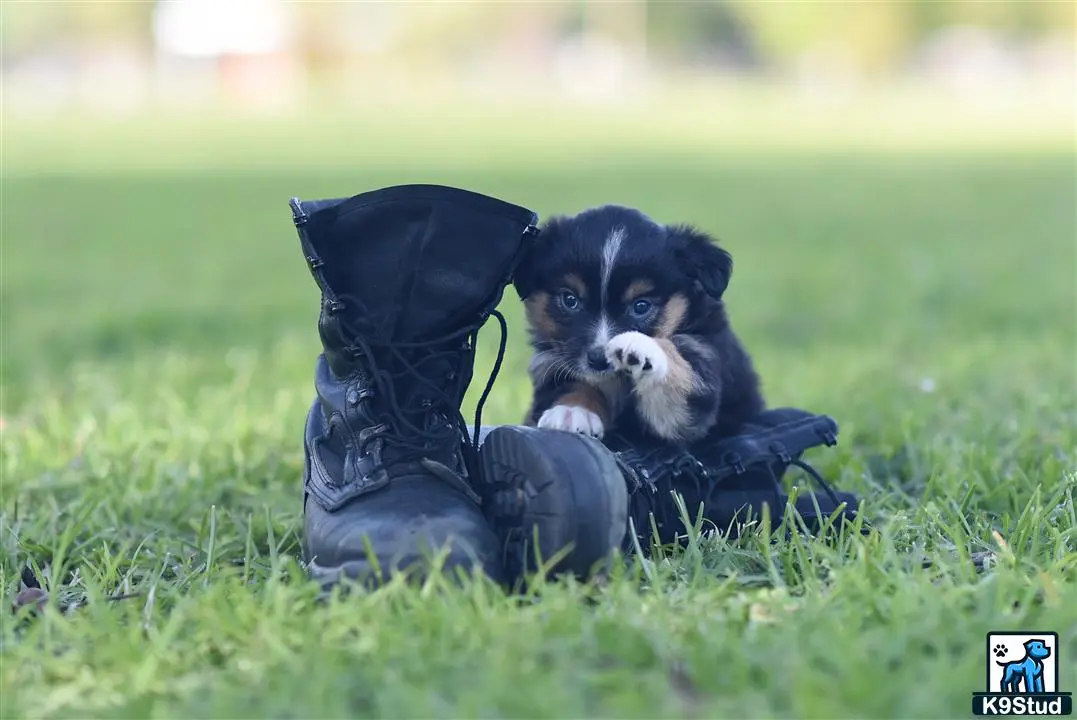 Miniature Australian Shepherd puppy for sale