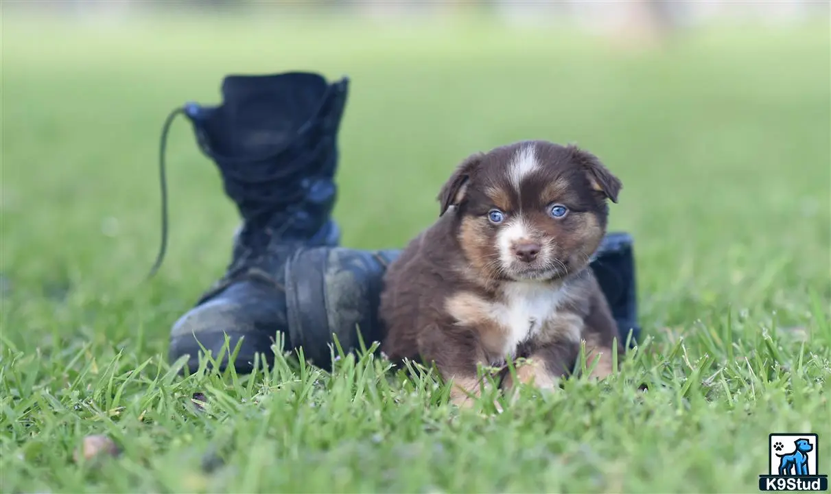 Miniature Australian Shepherd