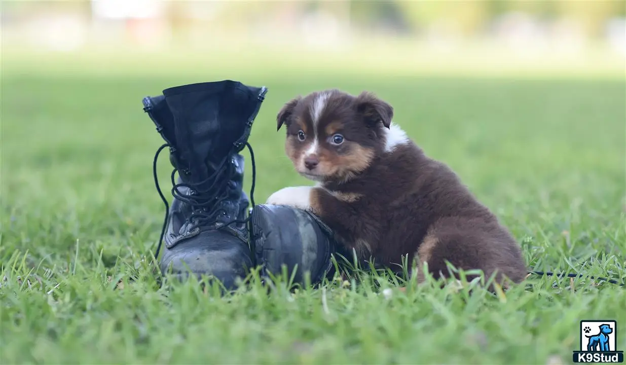 Miniature Australian Shepherd