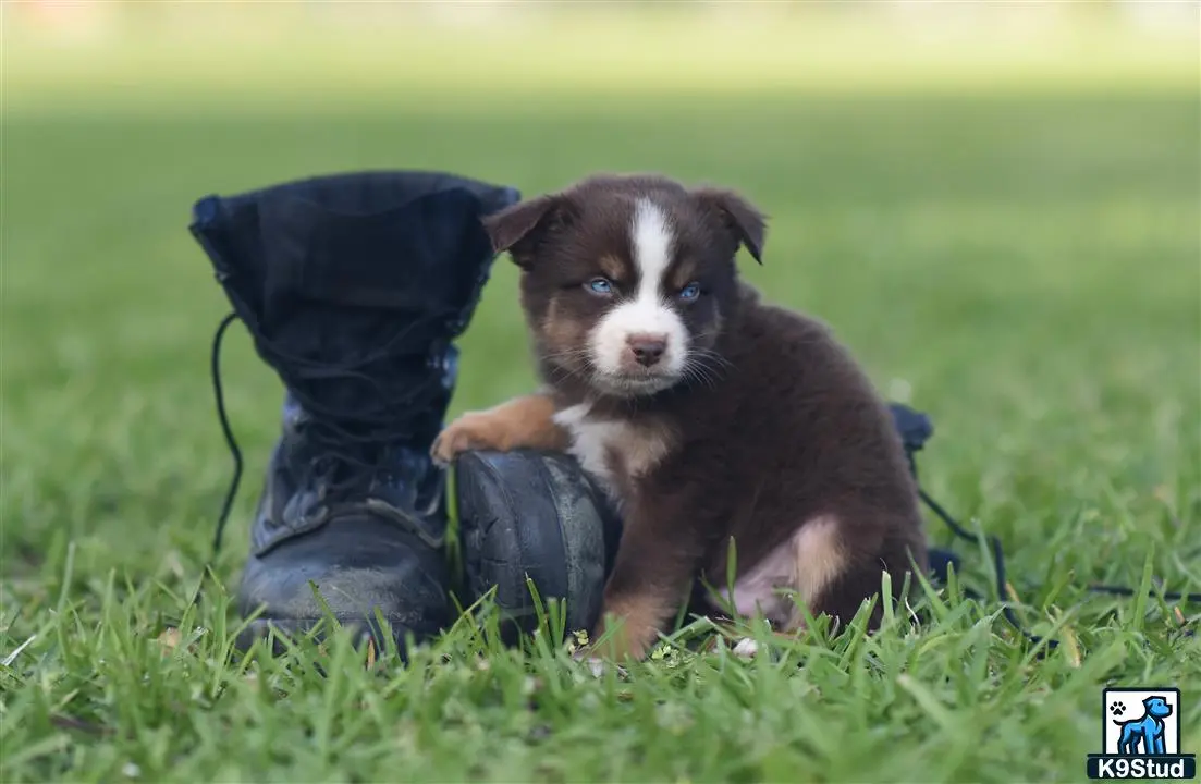 Miniature Australian Shepherd puppy for sale