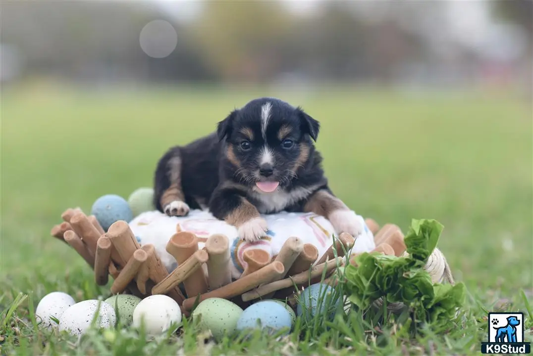 Miniature Australian Shepherd puppy for sale